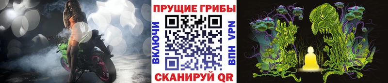 где найти   Узловая  Псилоцибиновые грибы GOLDEN TEACHER 